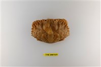 藏品(日本黃道蟹)的圖片